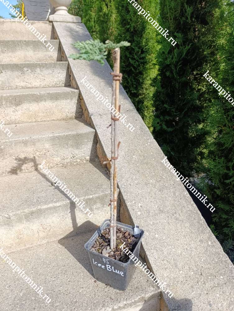 Можжевельник горизонтальный Айси блю (штамб Ра45) купить